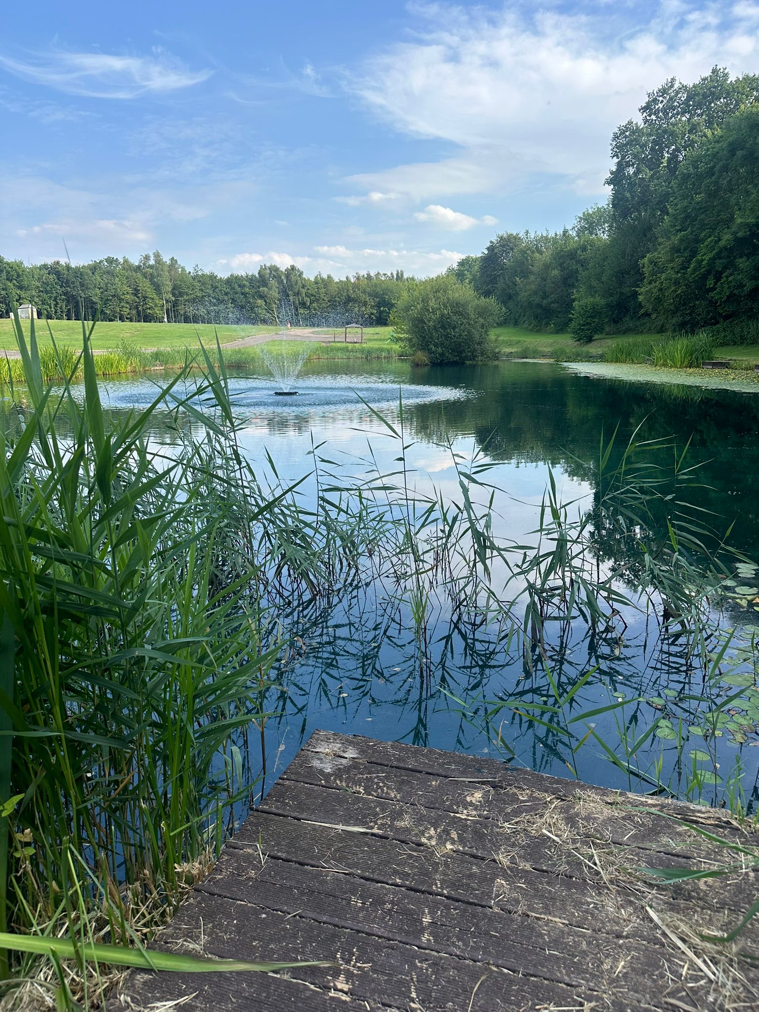 Reed-fringed lake at Swanlake